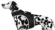 Waterproof Realtime GPS Pet Locator GSM Collar Mounted Tracking Device Size:XS